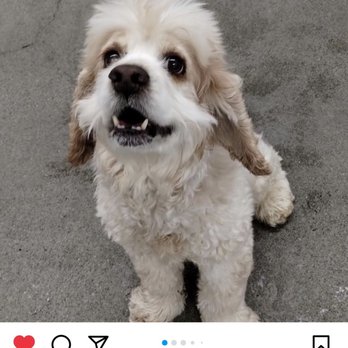 PawsVIP - Pet Groomers Near Me - Seattle, Washington