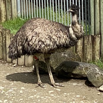 Cougar Mountain Zoological Park - Emus - Zoos Near Me - Issaquah, Washington Cougar Mountain Zoological Park - Emus - Zoos Near Me - Issaquah, Washington