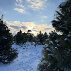 Hansen Tree Farm