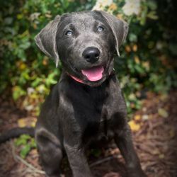 Positive First Dog Training - Puppy Camp comes with beautiful photos of your puppy for you to cherish forever,