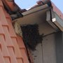 Photo of The Bee Guy