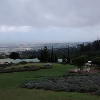 Ali'i Kula Lavender - Portion of the Lavender fields overlooking Maui - Tours Near Me - Kula, Hawaii Ali'i Kula Lavender - Portion of the Lavender fields overlooking Maui - Tours Near Me - Kula, Hawaii