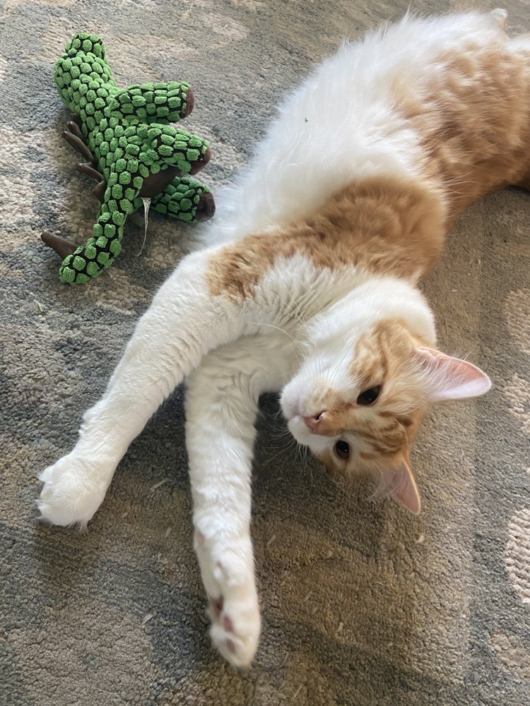 RAINBOW CARPET CLEANING Updated September 2024 69 Photos & 21