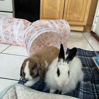Sweet Meadow Farm - Two rabbits - Pet Stores Near Me - Sherborn, Massachusetts