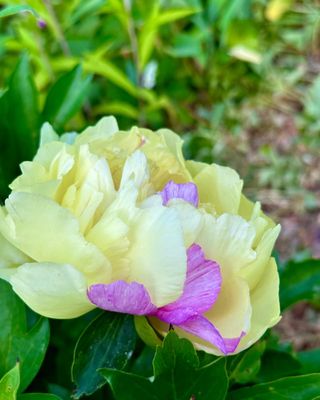 University of Michigan Nichols Arboretum by null