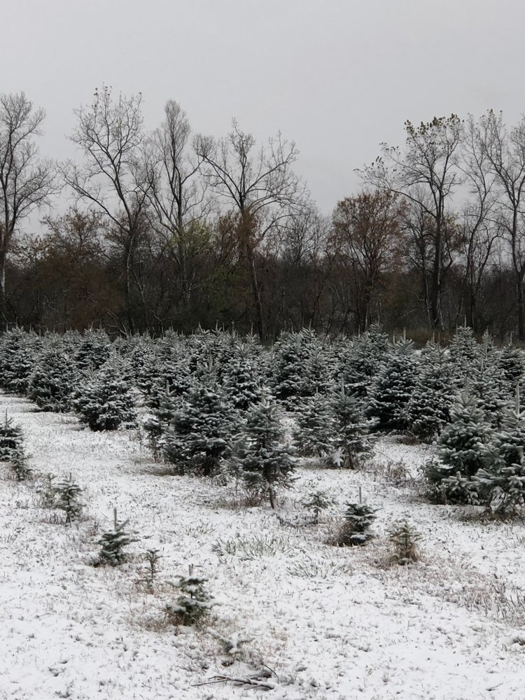 BODINE’S TREE FARM TEMP. CLOSED 28 Photos Christmas Trees 4239