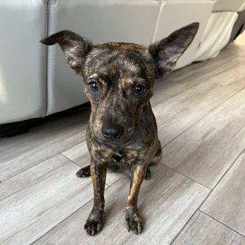 Gomara Animal Clinic - Veterinarians Near Me - Miami, Florida Gomara Animal Clinic - Veterinarians Near Me - Miami, Florida