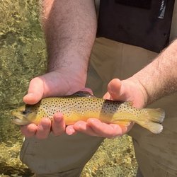 Curtis Wright Outfitters - Native Brown
