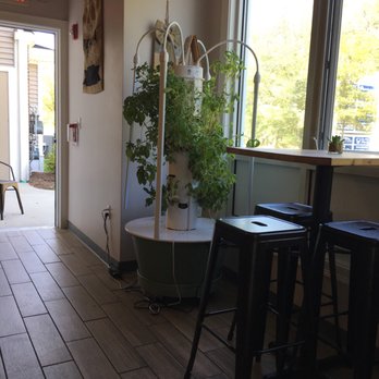 Wellness at Organic Buzz - Growing their own herbs. - Cafes Near Me - Norfolk, Massachusetts Wellness at Organic Buzz - Growing their own herbs. - Cafes Near Me - Norfolk, Massachusetts
