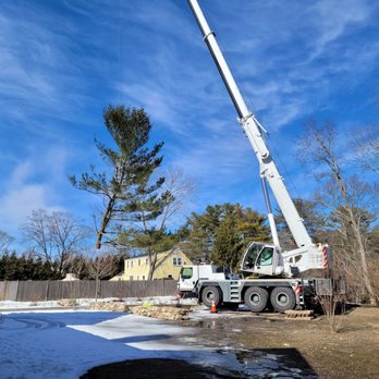 Maltby & Co - flying tree - Tree Services Near Me - Stoughton, Massachusetts