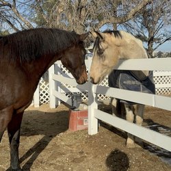 Hidden Valley Paint & Pinto Ranch - Getting acquainted.