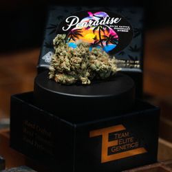Urbn Leaf - Team elite genetics