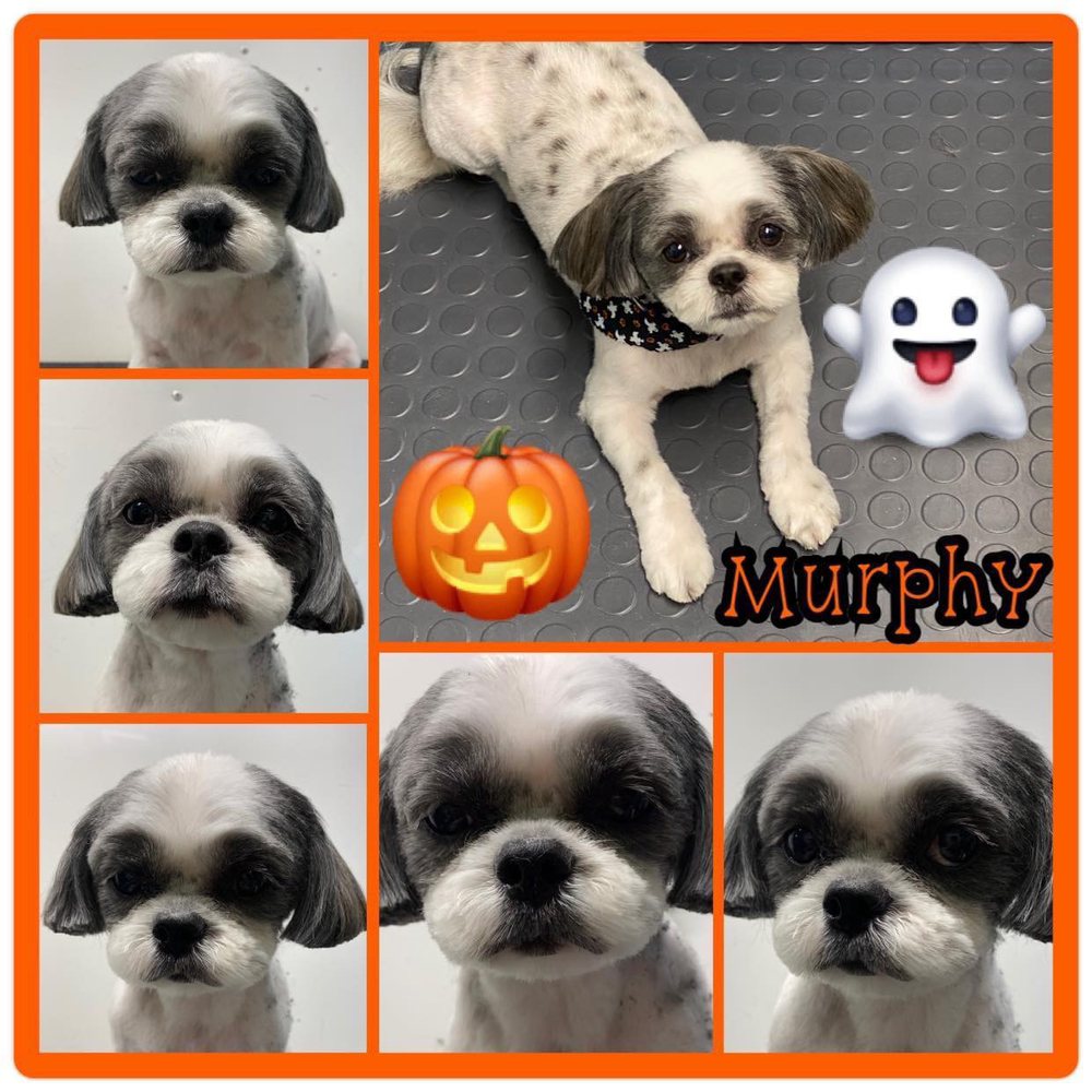 GRUBBY PAWS MOBILE PET GROOMING Updated August 2024 138 Photos