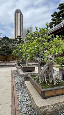 Nan Lian Garden by null