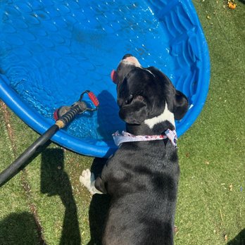 Paw Troopers - Fiona - Dog Walkers Near Me - Riverside, California