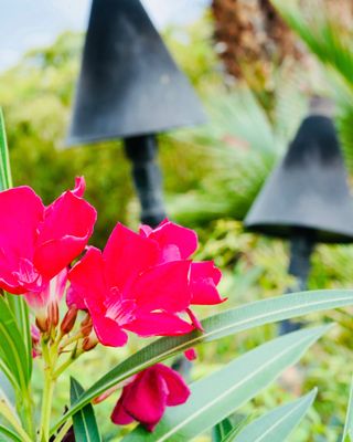 Caliente Tropics Resort - Palm Springs, CA by null
