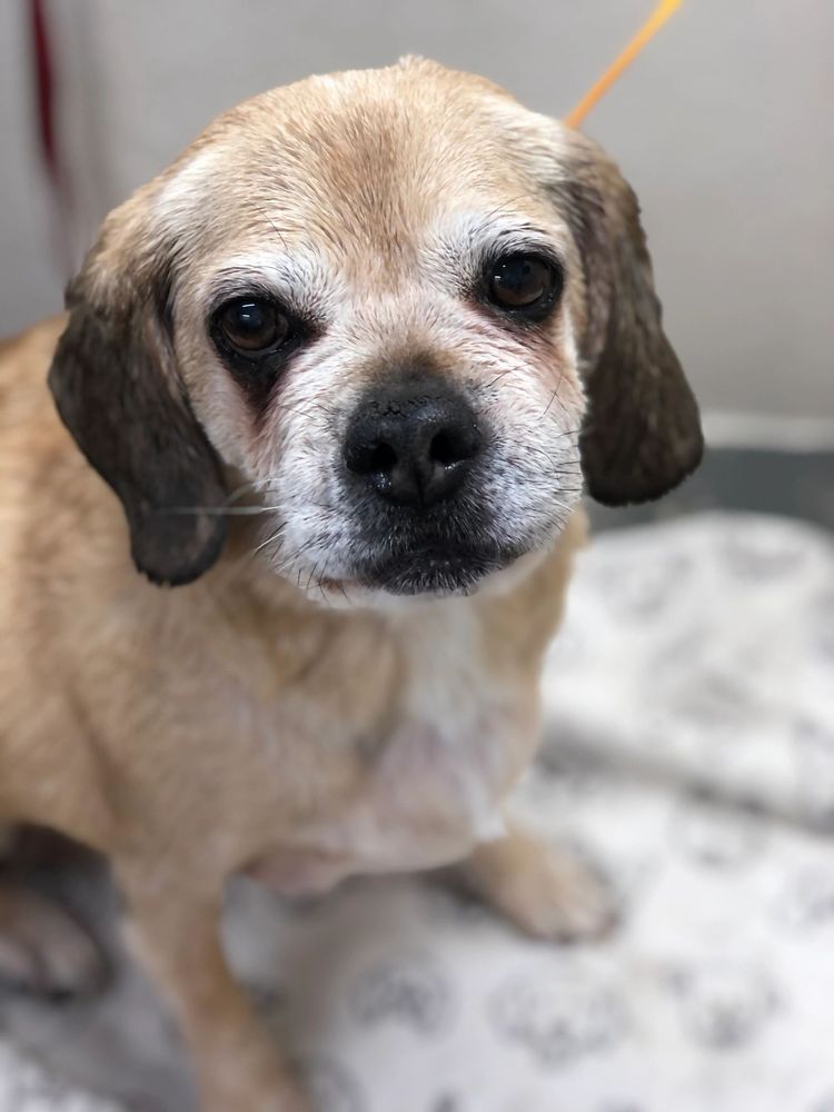 BED BATH AND BISCUITS PET RESORT Updated October 2024 126 Photos