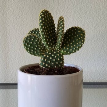 Evergreen Farm - Cactus from the farm (pot our own) - Nurseries & Gardening Near Me - San Jose, California Evergreen Farm - Cactus from the farm (pot our own) - Nurseries & Gardening Near Me - San Jose, California