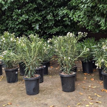 Grimes Natural Landscape - 20 (15 gallon) oleanders waiting to be planted. - Landscape Architects or Designers Near Me Grimes Natural Landscape - 20 (15 gallon) oleanders waiting to be planted. - Landscape Architects or Designers Near Me