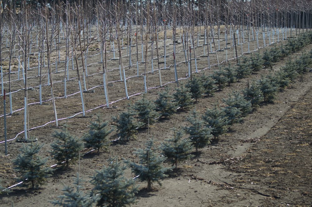 Nielsen Tree Farms - tree service in Dodge, NE