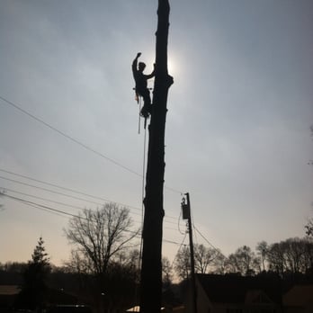 Tree Tech Tree Service - Tree Services Near Me