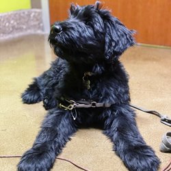 The Veterinary Care Center - Very cute dog they refused to test who didn't even have parvo.