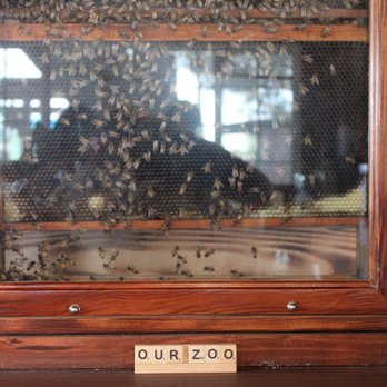 Prancers Farm - Beehive! "Our Zoo." - Fruits & Veggies Near Me - Santa Paula, California Prancers Farm - Beehive! "Our Zoo." - Fruits & Veggies Near Me - Santa Paula, California