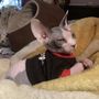 Photo of Pawspice & Animal Oncology Consultation Service