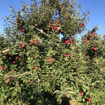 Millers Orchards - apple trees with red berries - Fruits & Veggies Near Me - Amherst, Ohio