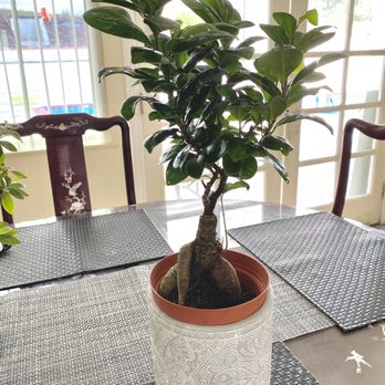 Rainbow - Ficus microcarpa - Nurseries & Gardening Near Me - Rosemead, California