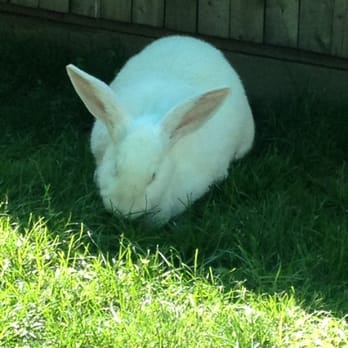 Queens Zoo - Biggest bunny I've ever seen- 17 pounds - Zoos Near Me - Corona, New York Queens Zoo - Biggest bunny I've ever seen- 17 pounds - Zoos Near Me - Corona, New York