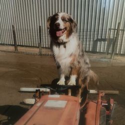 PAWSITive Performance  - Samee driving tractor