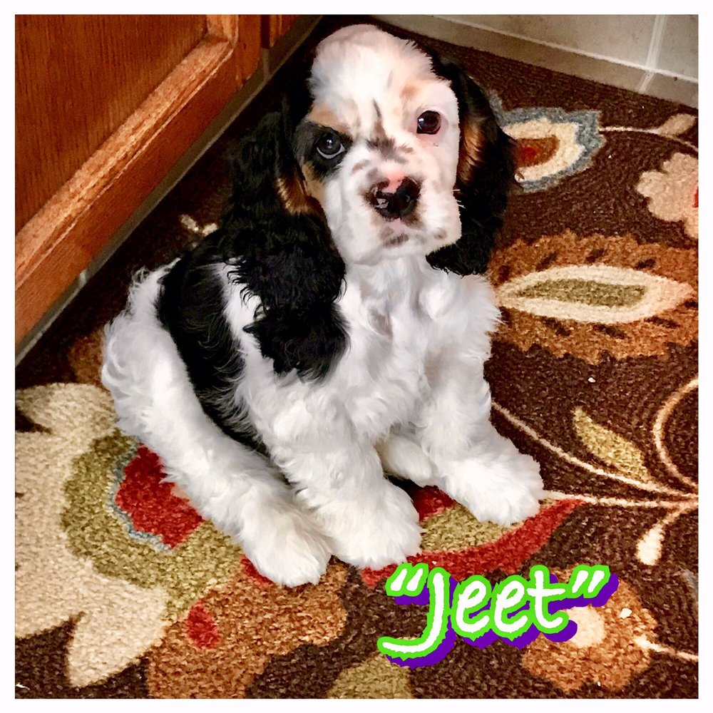 brookings animal clinic