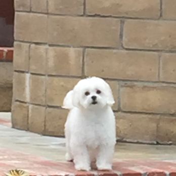 Paws and Whiskers Spa - Pet Groomers Near Me - Newhall, California Paws and Whiskers Spa - Pet Groomers Near Me - Newhall, California