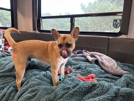 Nehalem Bay State Park by null