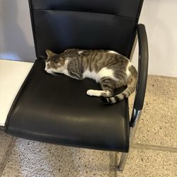 Dream Vacations - Museum kitten