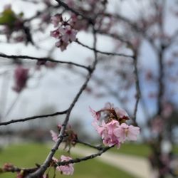 Torrance Cherry Blossom Festival
