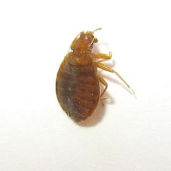 Advance Pest Control - Bed Bugs that could be spotted on bed Mattress, Couches, Carpet, and they come up at night to feed - Pest Control Near Me Advance Pest Control - Bed Bugs that could be spotted on bed Mattress, Couches, Carpet, and they come up at night to feed - Pest Control Near Me