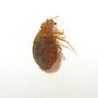 Photo of Advance Pest Control