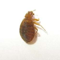Advance Pest Control - Bed Bugs that could be spotted on bed Mattress, Couches, Carpet, and they come up at night to feed