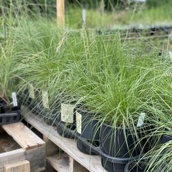 Blue Stem Natives