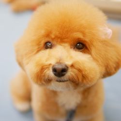 Under One Woof - Bichon/Poodle in Asian fusion style.
