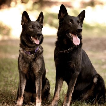 Karma Dog Training - Pet Training Near Me - Visalia, California Karma Dog Training - Pet Training Near Me - Visalia, California