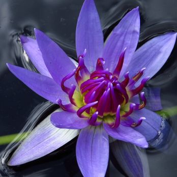 Naples Botanical Garden - flower sinking in the water at the botanical garden - Botanical Gardens Near Me - Naples, Florida