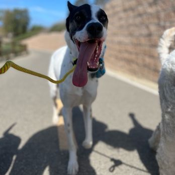 OC Pup Scouts - Dog Walkers Near Me - Dana Point, California OC Pup Scouts - Dog Walkers Near Me - Dana Point, California
