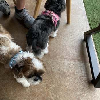 Shy Bear Brewing - Puppers - Brewpubs Near Me - Lewistown, Pennsylvania Shy Bear Brewing - Puppers - Brewpubs Near Me - Lewistown, Pennsylvania