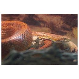 Snake Snake