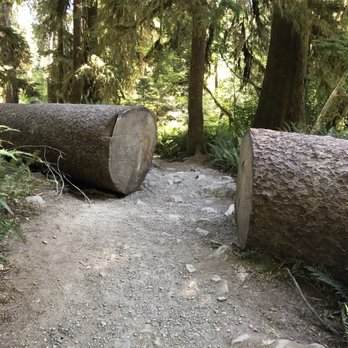 Hoh Rainforest - Hiking Near Me - Forks, Washington Hoh Rainforest - Hiking Near Me - Forks, Washington
