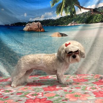 Lux Dogs - Shih Tzu - Pet Groomers Near Me Lux Dogs - Shih Tzu - Pet Groomers Near Me