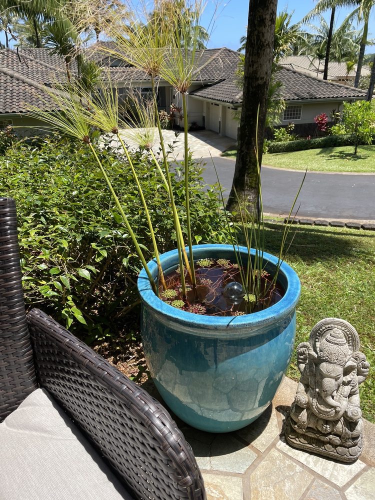 garden-ponds-nursery-updated-november-2024-18-photos-5-2719-kuhio